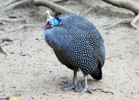 動物図鑑・ホロホロチョウ
